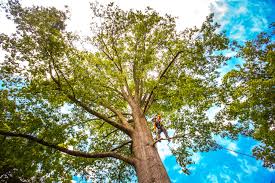 Best Tree Mulching  in Tuckahoe, VA