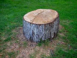 Best Tree and Shrub Care  in Tuckahoe, VA