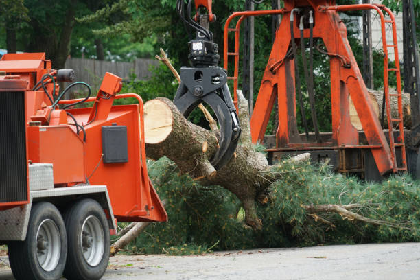 Reliable Tuckahoe, VA Tree Services Solutions