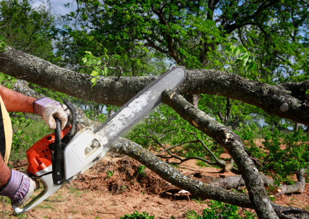 Best Fruit Tree Pruning  in Tuckahoe, VA
