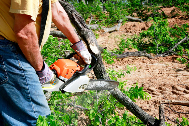 Best Tree Cabling and Bracing  in Tuckahoe, VA